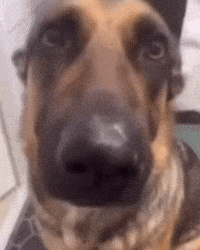 Dog Puppy GIF