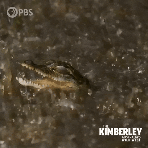 Happy Australia GIF by PBS