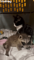 Orphaned Kitten and Raccoon are Inseparable