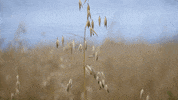Mellia GIF by Culture Vannin
