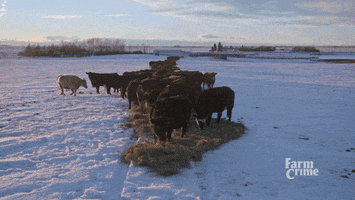 let's eat eating GIF by CBC