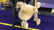Dog Show GIF by Westminster Kennel Club