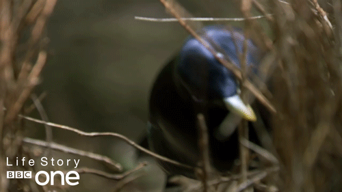 bbc one bird GIF by BBC