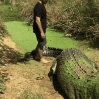 pat GIF