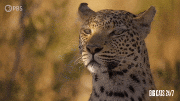 Leopard Calling Cub