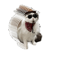 Ragdoll Cat Sticker by Rega Marketing