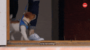Scared Puppy GIF by BuzzFeed