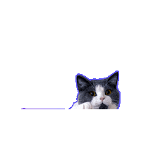CursosVetBR cat gato vet medvet Sticker