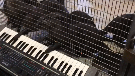 keyboard otters GIF