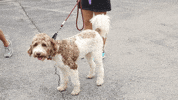 Dog GIF by Roanoke College
