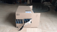 Two Cats Battle for Control of One Box