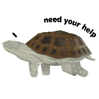 Turtle Vietnam Sticker by Zoo Leipzig