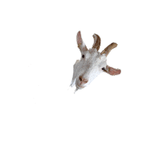 Playinclub Sticker by AGENCE LEAD