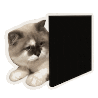 Cat Sticker