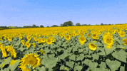 xyngular reviews sunflowers GIF by Xyngular