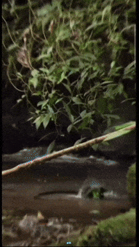 Guatemala Maya GIF