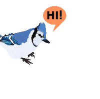 Blue Jay Hello Sticker