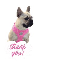 frankieandfriends thank you hearts frenchie french bulldog Sticker