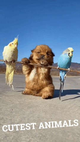 Cutest-puppies GIFs - Get the best GIF on GIPHY