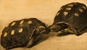 Turtles GIF by GIF IT UP