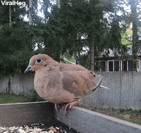Bird Intentionally Lands On Another Bird Repeatedly GIF by ViralHog