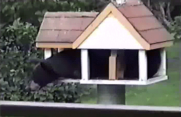 Bears Sitting GIF