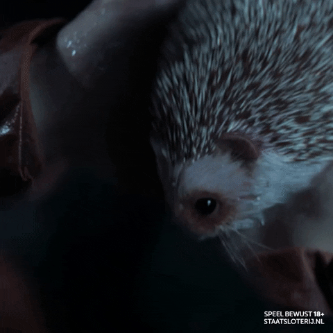 Surprise Hedgehog GIF by Staatsloterij