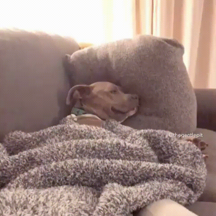 Cuteness GIF