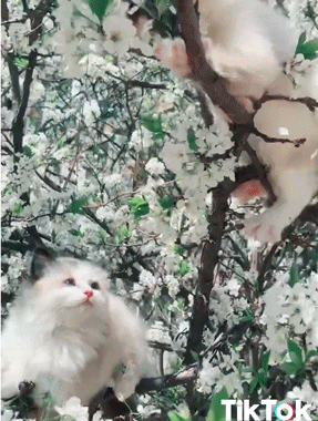 cat love GIF by TikTok
