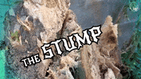 The Stump