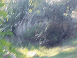 OaklandZoo animals california wildlife zoo GIF