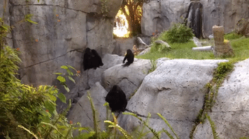Baby Gorilla Entertains Crowd While Testing Dad's Patience