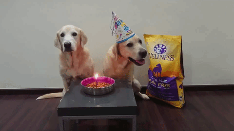 dog food birthday GIF