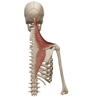 physiocentermx giphyupload trapecio Sticker