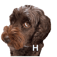 Excuse Me What Sticker