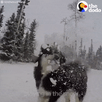 dog snow GIF by The Dodo