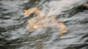 Lizard Pond GIF by PBS Digital Studios