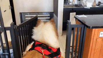 Man in Custom-Made Dog Outfit Gets Taken for a Walk Outside
