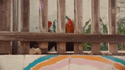 polyvinylrecords what wtf chicken memory GIF