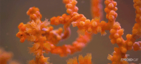 camouflage GIF