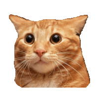 shocked kitten GIF by imoji