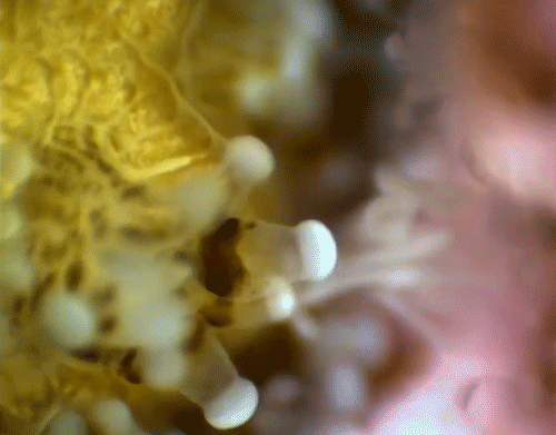 coral reef water GIF by University of California