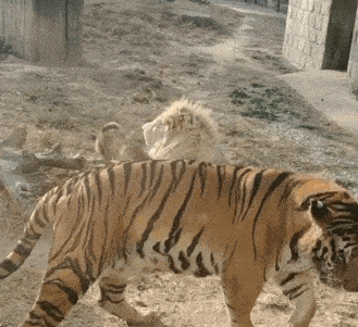 cuteanimalland giphyupload GIF