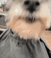 Barber Haircut GIF