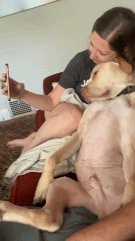 PetsGifs giphyupload dogs GIF