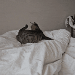 Cat Tail GIF by Studio Voisier