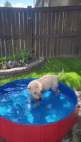Pooch Takes a Dip to Beat the Heat