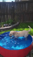 Pooch Takes a Dip to Beat the Heat
