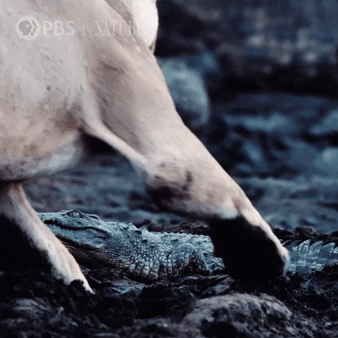 Pbs Nature Lion GIF by Nature on PBS