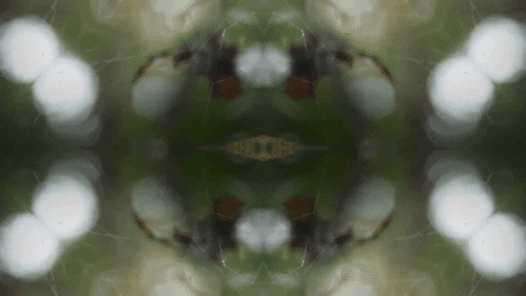 Art Love GIF by jorgemariozuleta